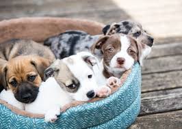 Join millions of people using oodle to find puppies for adoption, dog and puppy listings, and other pets adoption. Miniature Dachshund Puppies For Sale In Scotland Glasgow Edinburgh Petsyoulove