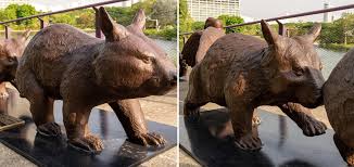 Image result for Northern hairy-nosed wombat