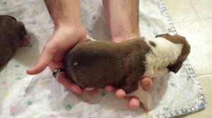 To learn more about each adoptable boxer. Boxer Puppies Pets And Animals For Sale Wisconsin