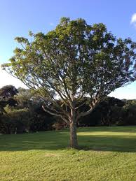 We are proud to fill the lives of new zealanders with vibrant fresh flowers. New Zealand A Young Puriri Tree This Tree Is Unusual In That It Produces Flowers And Seeds All Year Round Backyard Landscaping Backyard Design Garden Design