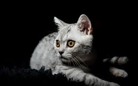 تحميل خلفيات القطط قصيرة الشعر البريطاني عيون كبيرة القط الرمادي