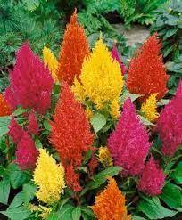Both Celosia And Coxcomb Are Great Filler Flowers That Are Hardy And Colorful Both Are Available Year Round The Mean Flowers Flower Seeds Beautiful Flowers