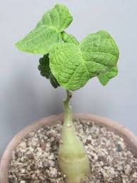 Image result for Ipomoea albivenia