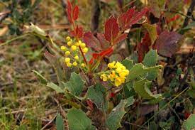 Mahonia repens is a typical mahonia with conspicuous matte blue berries.4 it grows as a subshrub.3 the yellow flowers appear in the middle of spring, and the blue berries in early summer. Dwarf Mahonia Berberis Aquifolium Var Repens