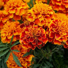 Birth month flowers carry their own unique stories and meanings that remind us of our best qualities. What Are The October Birth Flowers Marigold And Cosmos