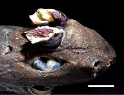 Image result for Macrotyloma oliganthum