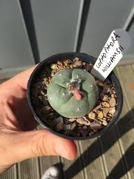 Peyote patches are often found in the best condition in nature where there are limestone and very. This Pink Bud Has Started Growing On My Peyote Cactus I Ve Seen The Little Green Buds Before But Never This Pink One Does Anyone Know What It Is Cactus