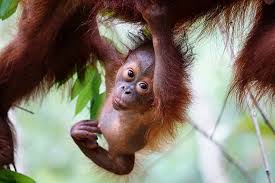 You probably all know the story by now: Orang Utans Vom Aussterben Bedroht Und Illegal Gehandelt