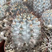 Image result for Canthium glaucum