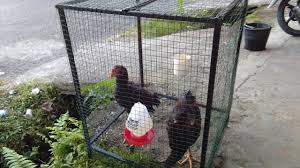 Lengkapi kebutuhan pertukangan kawat kandang ayam terlengkap & terbaru dari merk terbaik dengan mudah dan cepat kapanpun dimanapun di tokopedia sekarang! Cara Buat Sangkar Ayam Dari Kawat Dawai Youtube