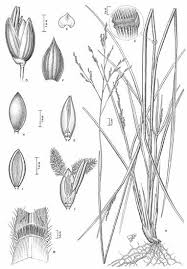 Image result for Panicum schinzii
