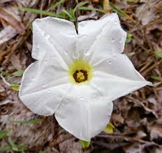 Image result for Ipomoea stolonifera