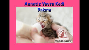 Siringayla Yavru Kedi Besleme Youtube