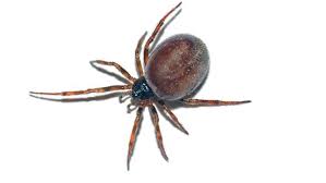 A false widow's bite is not fatal, but it can result in a large swelling within three minutes of being bitten, sometimes followed by the formation of a dry necrotic wound when the swelling subsides, and inflammation for a few days afterwards. False Widow Spiders And What To Do When They Bite Itv News