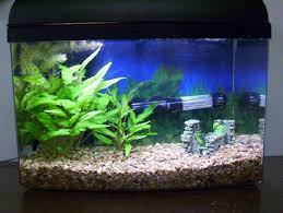 If you're keeping your male betta on his own, you might think he seems assassin snails are different from the other snails on the list. Photo 3 5 Gallon Betta Tank With 2 Cryptos