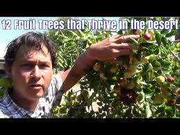 Almost every type of fruit tree can be grown in arizona. 12 Fruit Trees That Thrive In The Desert With Little Care Youtube