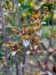 Image result for Eulophia