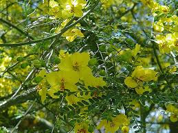 Maybe you would like to learn more about one of these? Find Plants Desert Museum Palo Verde