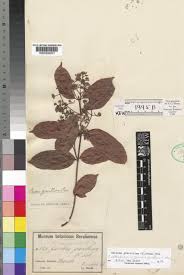 Image result for Baissea wulfhorstii