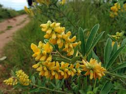 Image result for Eriosema psoraleoides