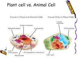 Plant cell vs animal cell ribosomes. Cell Structure Function Ppt Video Online Download