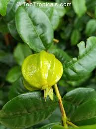 Image result for Eugenia natalitia