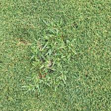 Image result for Kyllinga