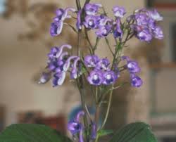 Image result for Streptocarpus eylesii