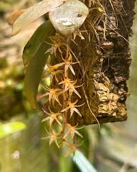 Image result for Aerangis