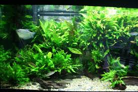 Java Ferns Java Fern Planted On Sponges Fish Tank Plants Freshwater Aquarium Plants Aquatic Plants