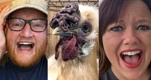 Do You Know Someone Who's Afraid of Chickens? [Photos]