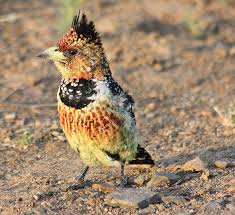 Tepeli Barbet Kusu Crested Barbet Bird Bird Animals Crest