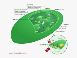 We did not find results for: Location Of Chloroplast In A Plant Cell Hd Png Download Kindpng