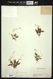 Image result for Liparis deistelii