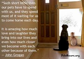 Inspiring Quotes For People Who Love Animals Inspirational Quotes Quotes Animal Quotes