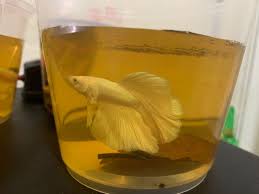 Betta Fish Bubble Nest Everything You Should Know 2019 Version