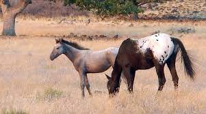 How Wild Horses Deal With Death And Grief A Rare Insight Horsetalk Co Nz