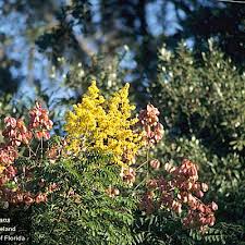 Image result for Kraussia floribunda