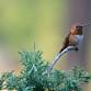 Bird Walk (Registration required)