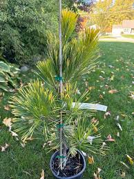 Image result for Thunbergia pynaertii