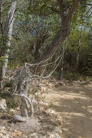 Image result for Cyphostemma montanum