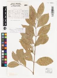 Image result for Pleurostylia