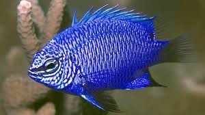 Image result for Gnidia chapmanii