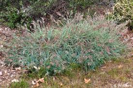 Image result for Themeda triandra