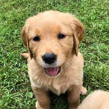 Tallant Hill Golden Retrievers Home Facebook
