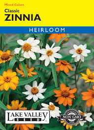 Image result for Zinnia angustifolia