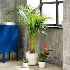 Vasi da interno, oggetti utili e pratici per tutti i tipi di fiori e piante. Forenlig Portavasi Da Interno Esterno Bianco 9 Cm Ikea It