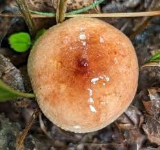 Image result for Russula sp