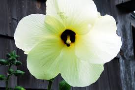 Image result for Hibiscus pusillus