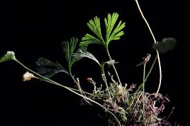 Image result for Elaphoglossum spathulatum